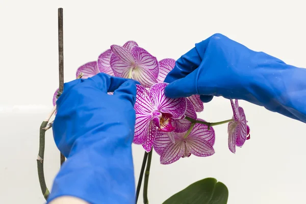 Цветки орхидеи . — стоковое фото