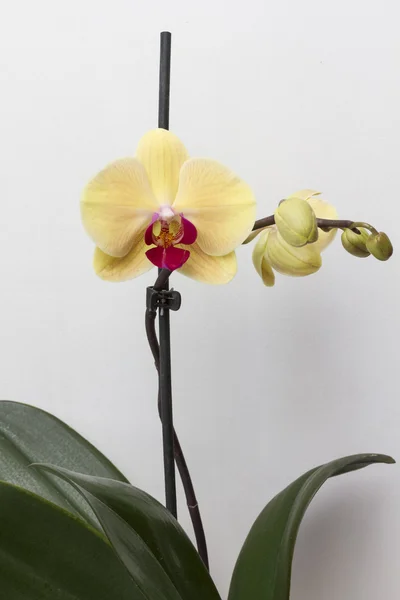 Een tak van Gele orchidee close-up. — Stockfoto