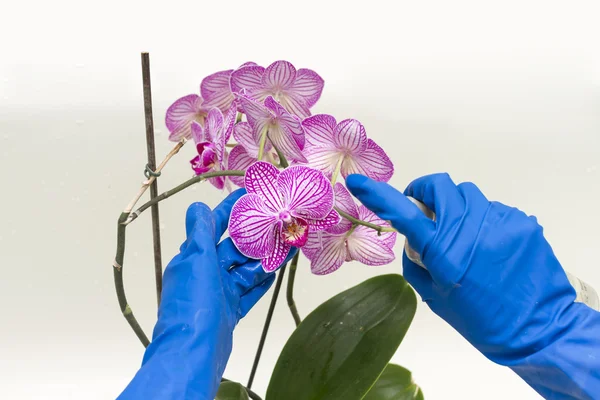 Orkide çiçek zararlılara karşı çare işleme.