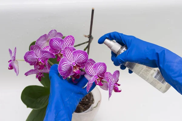 Распыление цветов орхидеи лекарство от вредителей . — стоковое фото