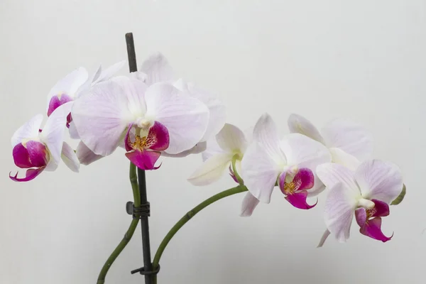 Schattige roze bloemen orchideeën groeien op de takken van de plant. — Stockfoto