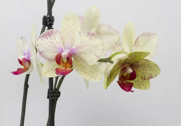 Een tak van Gele orchidee close-up. — Stockfoto