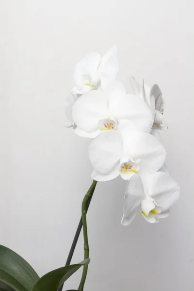 Nagy fehér orchidea virágok közelről. — Stock Fotó