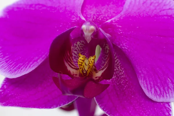 Fundo da flor roxa da orquídea close-up . — Fotografia de Stock