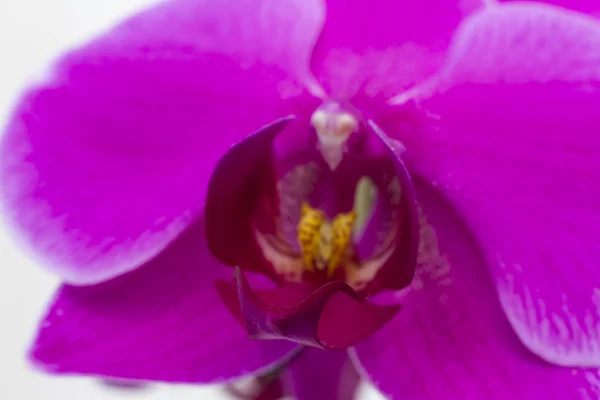 Hintergrund lila Orchideenblume Nahaufnahme. — Stockfoto