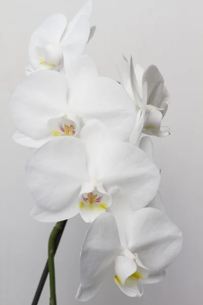Büyük beyaz orkide çiçekleri yakın çekim. — Stok fotoğraf