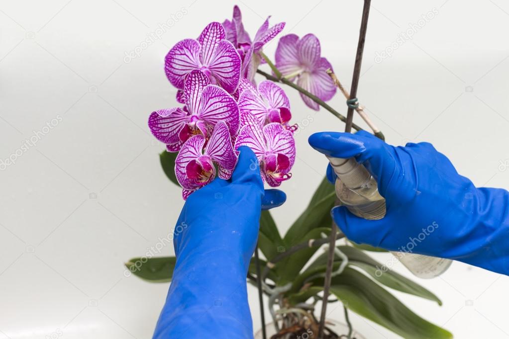 Spraying orchid flowers remedy against pests.
