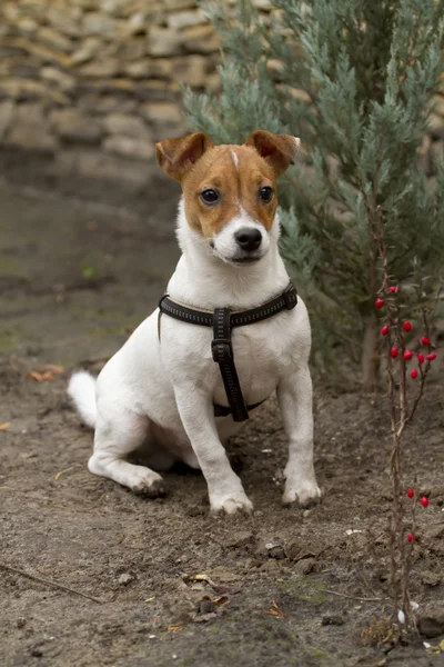Porträtt av en Jack Russell Terrier. — Stockfoto