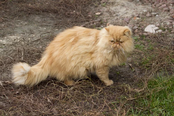 Ritratto di gatto persiano dai capelli rossi . — Foto Stock