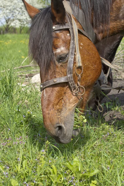 Portrait d'un cheval mâchant de l'herbe . — Photo