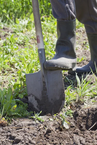 Human foot with a shovel. — Stock Photo, Image