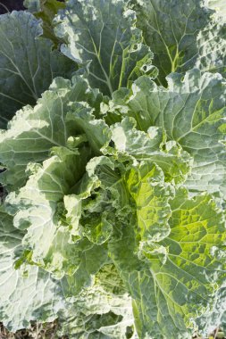 Çiğ lahana yaprağı üzerinde.