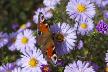 Sonbahar krizantem bush üzerinde oturan kelebek.