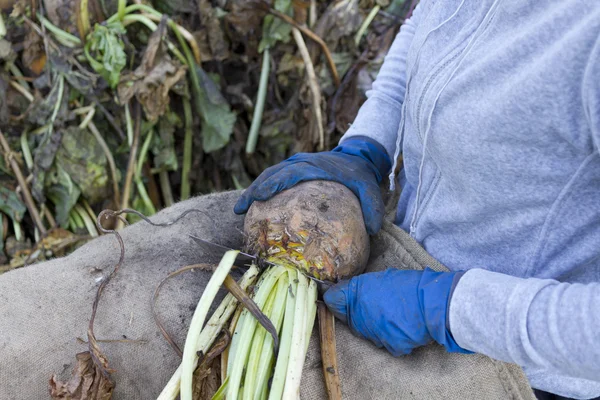 Woman's hands clean fodder beet. — Stock Photo, Image