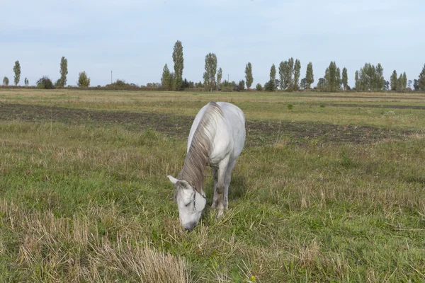 Schimmel weidet in einem Feld aus nächster Nähe. — Stockfoto