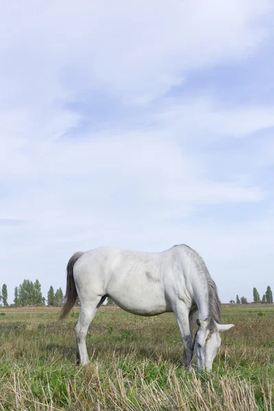 Biały koń pastwiskowy w polu z bliska. — Zdjęcie stockowe