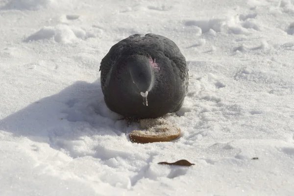 Paloma en un frío día de invierno encontró un pedazo de pan . — Foto de Stock