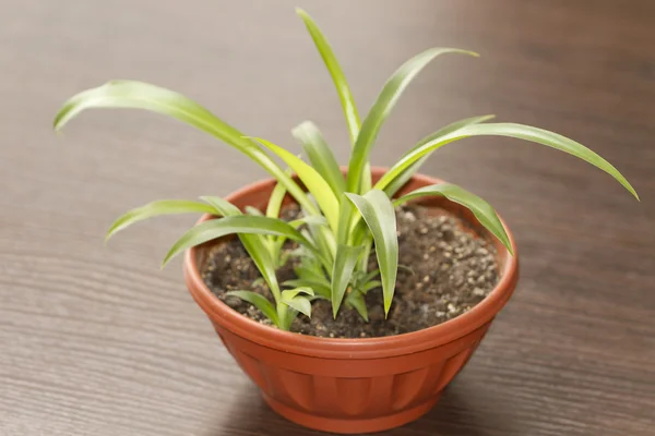 Planta araña (Nombre científico: Chlorophytum Comosum) en maceta . — Foto de Stock