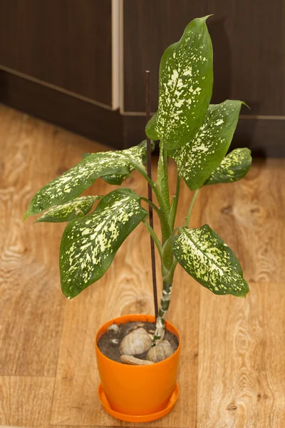 Bela Dieffenbachia em vaso de plantas . — Fotografia de Stock