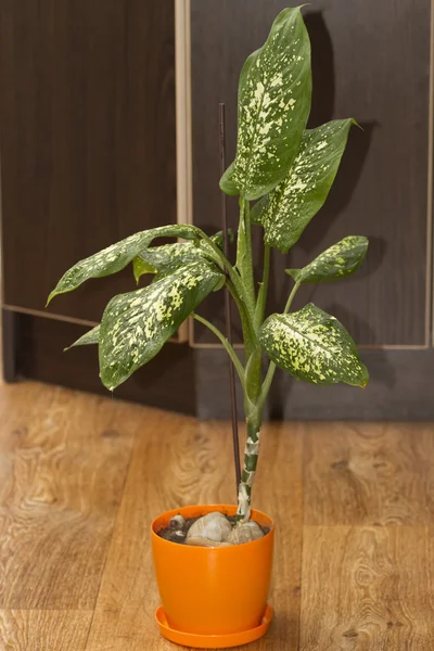 Bela Dieffenbachia em vaso de plantas . — Fotografia de Stock