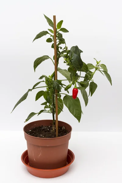 Bush de pimiento rojo en la olla interior . — Foto de Stock