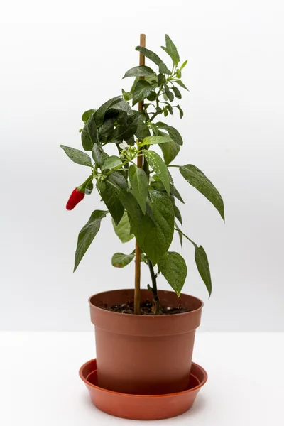 Bush de pimiento rojo en la olla interior . — Foto de Stock