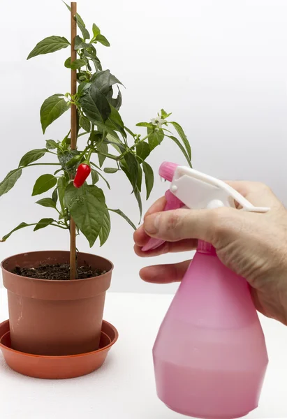 Arbusto pulverizador de agua de pimiento rojo . — Foto de Stock