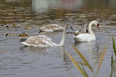 Zarif beyaz kuğu gölet Güz.