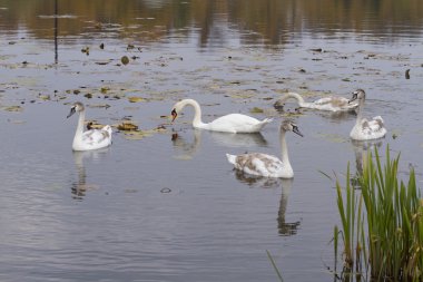 Zarif beyaz kuğu gölet Güz.