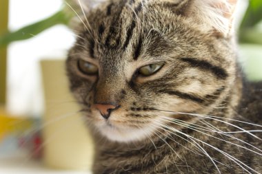 Portre sevimli uyku halinde Norveçli orman kedi.