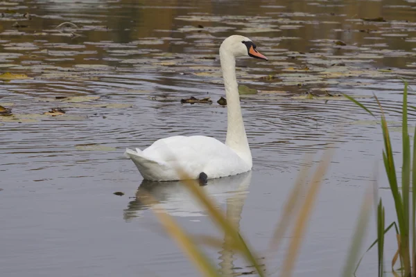 Elegante estanque de cisne blanco en el otoño . — Foto de Stock