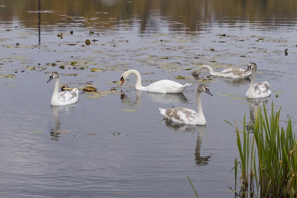 Lagoa de cisne branca graciosa no outono . — Fotografia de Stock