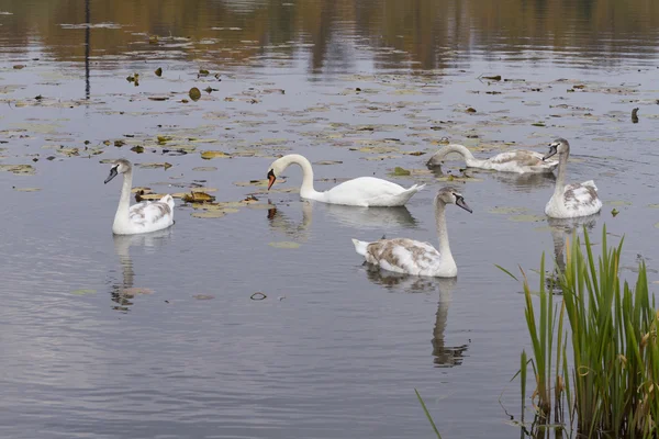 Étang de cygne blanc gracieux à l'automne . — Photo