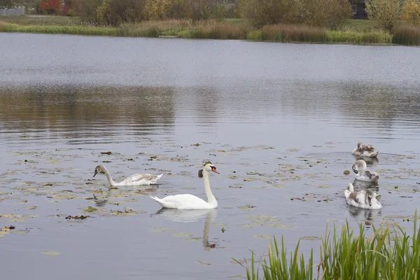 Elegante estanque de cisne blanco en el otoño . — Foto de Stock