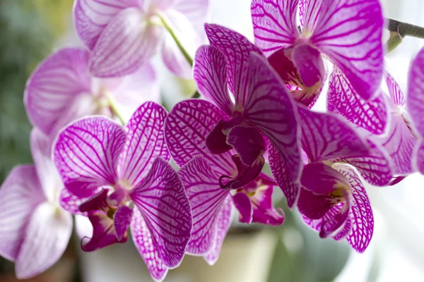 Bloemen paars orchid. — Stockfoto