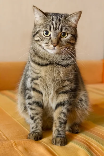 Ritratto di un simpatico gatto della foresta norvegese . — Foto Stock