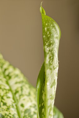 Genç yaprak dieffenbachia.