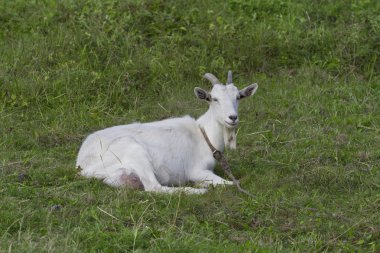 Beyaz Keçi çimenlerin üstünde dinlenme.