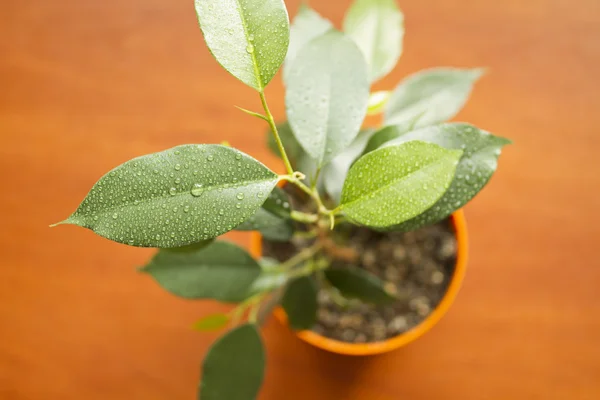 Ficus decorativo . — Foto de Stock