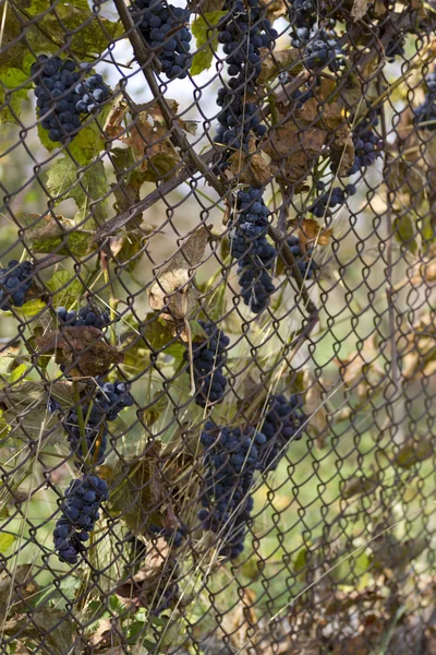 Uvas silvestres Isabella crece en la parrilla . —  Fotos de Stock