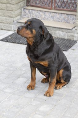 Bir Rottweiler Portresi.
