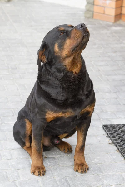 Portrait d'un Rottweiler. — Photo