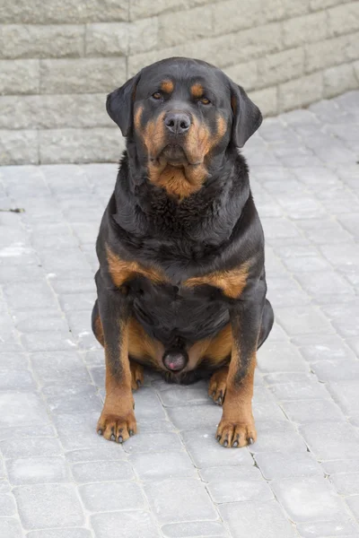 Porträt eines Rottweilers. — Stockfoto