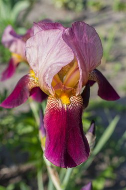 Bahar günü rengarenk Iris çiçeği.