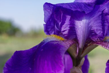 Doku mavi iris çiçek.