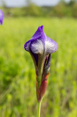 Çiçekler Iris bir güneşli bahar gününde.