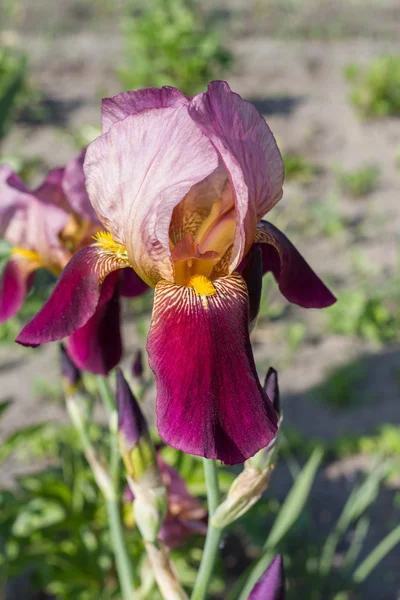 Bright flower purple iris. — Stock Photo, Image