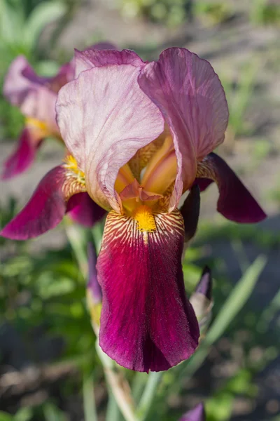 Motley iris flower in spring day. — Stock Photo, Image