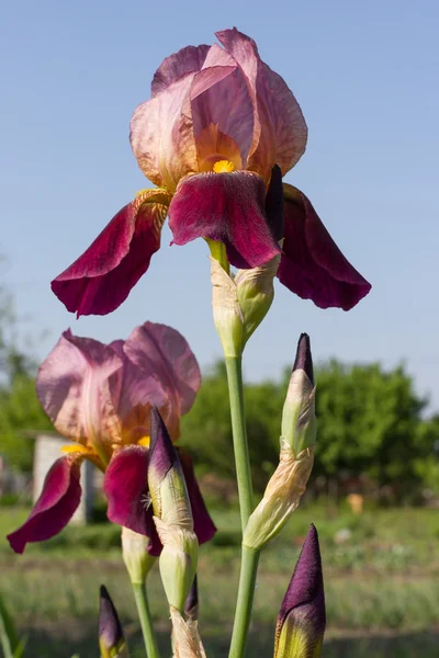 Beautiful iris flower against the blue sky. — Stock Photo, Image