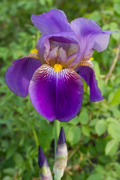 Güzel çiçek iris. — Stok fotoğraf